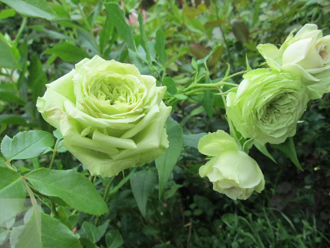 Купить Роза чайно-гибридная Зеленый чай / Rosa Green tea с доставкой в  Подмосковье в Сергиевом Посаде в питомнике АгроПАРК