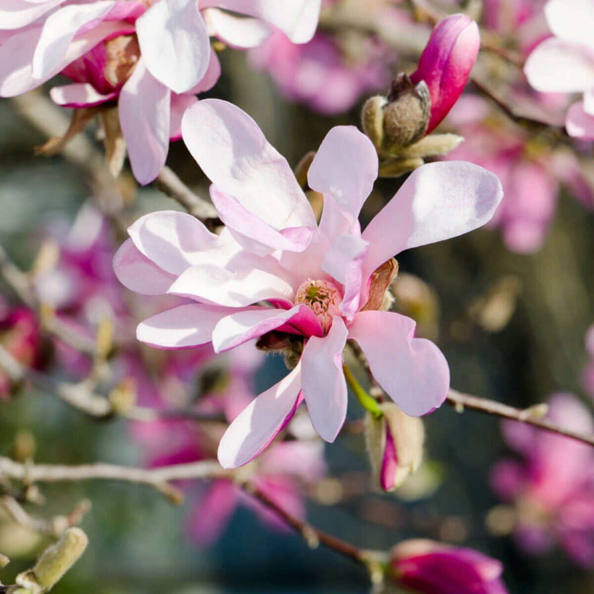 Magnolia Loebneri Mag S Pirouette Купить