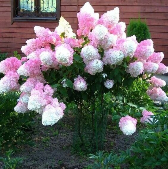 Small Front Yard Landscaping