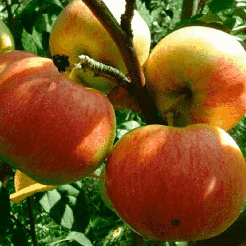 Мантет яблоня фото дерева