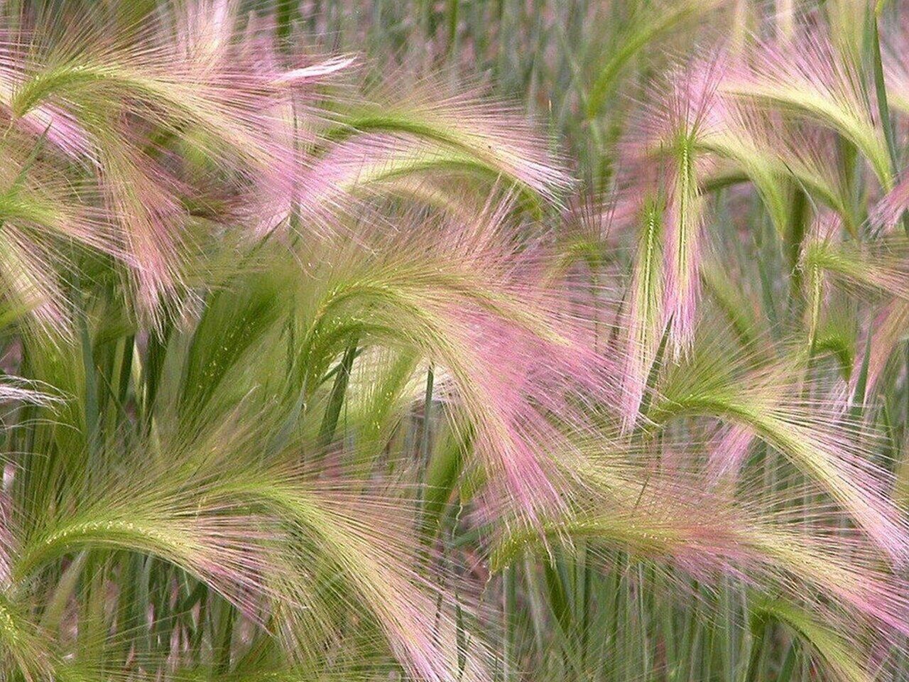 Ячмень гривастый (Hordeum jubatum)