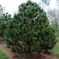 Сосна гельдрейха (боснийская, белокорая) 'Сателлит' / Pinus heldreichii 'Satellit'