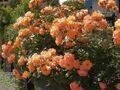 Роза парковая 'Вестерленд' / Rosa 'Westerland' 2г С3,5