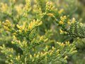 Туя  западная 'Ауреоспиката' / Thuja occidentalis 'Aureospicata'