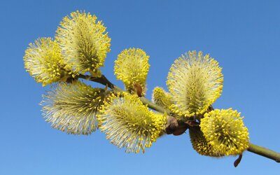 Ива Козья (Salix caprea) Н250+ С30