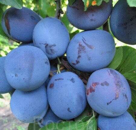 Слива домашняя 'Венгерка Воронежская' / Prunus domestica 'Венгерка Воронежская'