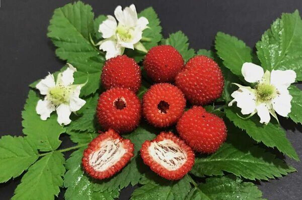 Малина Гусар (Rubus idaeus) 3л