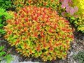 Спирея японская 'Голдфлейм' / Spiraea japonica 'Goldflame'