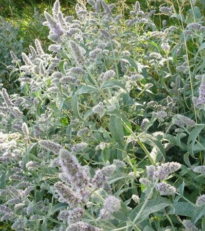 Мята длиннолистная Сильвер Форм С2 (Mentha longifolia Silver Form)