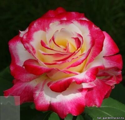 Роза чайно-гибридная 'Дабл Делайт' / Rosa 'Double Delight' 2г С3,5